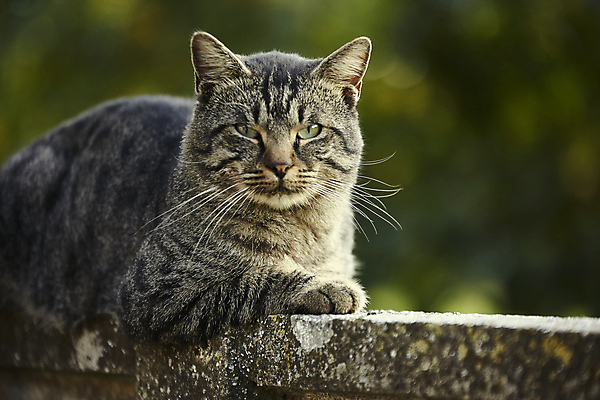 포토 JPG 해외이미지 동물 1 응시 얼굴 벽 백그라운드 포유류 자연 휴식 거리 주택 털 앉기 사람없음 야외 빨간색 반려동물 머리 검은색 고양이 줄무늬 회색 흰색 달콤 모피 얼룩무늬 솜털 거짓말 해외202004 해외포토 시선 컬러 컨셉 무늬 모션 건물 신체부위 맛 생태계 파일형식 이미지허브