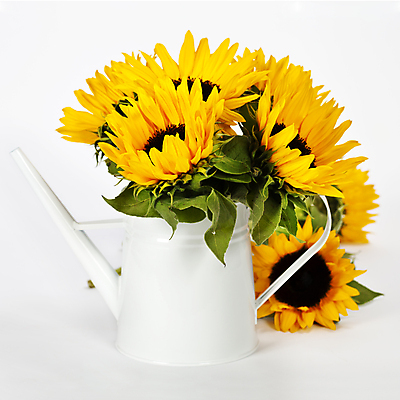 포토 JPG 해외이미지 식물 계절 꽃 백그라운드 잎 해바라기 사람없음 장식 노란색 금속 정원 봄 벚꽃 흰색 캔 물주기 부드러움 내추럴 고립 해외202004 해외포토 컬러 모션 재질 감각 파일형식 이미지허브