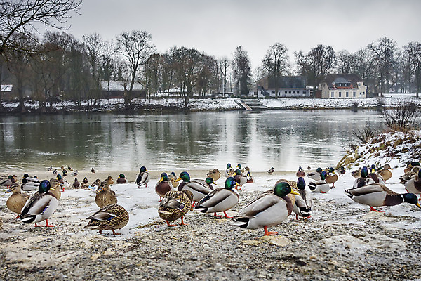 포토 JPG 해외이미지 나무 구름 계절 공원 유럽 겨울 자연 조류 하늘 날씨 오리 풍경 사람없음 야외 물 강 반사 계곡 어둠 회색 흰색 개울 숲 내추럴 다뉴브강 벌거벗은 바이에른 해외202004 해외포토 자연요소 식물 동물 공공시설 나라 컬러 독일 생태계 파일형식 이미지허브