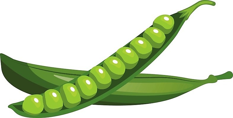 EPS 해외이미지 식물 음식 백그라운드 잎 채소 일러스트 재료 자연 콩 건강 씨앗 초록색 정원 식사 수확 흰색 신선 오픈 달콤 먹기 유기농 완두콩 날것 내추럴 꼬투리 줄서기 채식주의자 비건 해외202004 해외일러스트 웰빙 컬러 농업 모션 곡류 맛 생태계 채식 파일형식 벡터 이미지허브