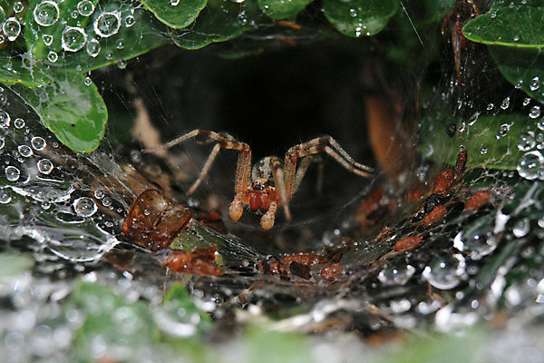 포토 JPG 해외이미지 식물 공원 잎 실내 앉기 사람없음 물 일본 웹 물방울 도시 기다림 도쿄 이슬 수분 사냥 거미 해외202004 해외포토 자연요소 공공시설 아시아 곤충 인터넷 모션 내부 파일형식 이미지허브