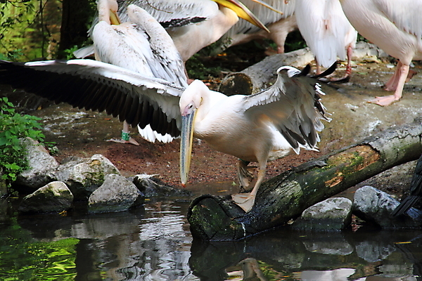 포토 JPG 해외이미지 야생동물 날개 자연 조류 사람없음 물 떨어짐 씻기 큼 펠리컨 깃털 부리 계산서 해외202004 해외포토 자연요소 동물 컨셉 청결 크기 생태계 파일형식 이미지허브