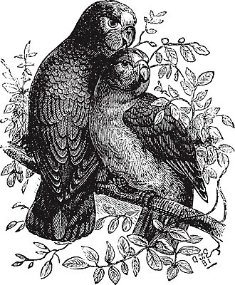 EPS 해외이미지 동물 척추동물 야생동물 날개 일러스트 조류 미술 반려동물 계란 검은색 수확 골동품 흰색 둥지 깃털 그림 앵무새 판화 동물상 옛날 잉꼬 해외202004 해외일러스트 컬러 농업 문화예술 조형물 알 파일형식 벡터 이미지허브