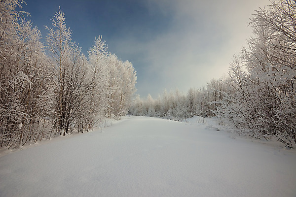 포토 JPG 해외이미지 주간 나무 겨울 자연 하늘 사람없음 야외 겨울풍경 해외202004 눈덮임 해외포토 자연요소 식물 계절 컨셉 풍경 생태계 파일형식 이미지허브
