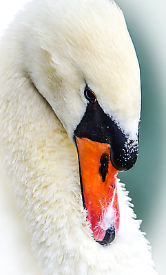 포토 JPG 해외이미지 동물 호수 야생동물 자연 조류 생물 사람없음 야외 물 흰색 연못 우아함 큼 깃털 호기심 백조 계산서 내추럴 해외202004 해외포토 자연요소 감정 컬러 컨셉 크기 생태계 파일형식 이미지허브