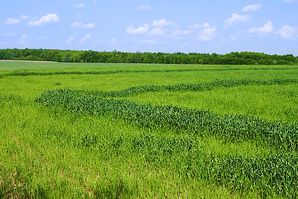 포토 JPG 해외이미지 식물 계절 백그라운드 잎 패턴 밭 농업 하늘 날씨 건조 따뜻함 풍경 사람없음 야외 초록색 파란색 빛 햇빛 농장 노란색 우주 환경 맑음 봄 줄무늬 활발 시골 신선 칼날 가장자리 숲 5월 땅 시리얼 밀 장면 파종 해외202004 해외포토 산업 음식 컬러 컨셉 무늬 곡류 태양 농사 날짜 둘레 파일형식 이미지허브