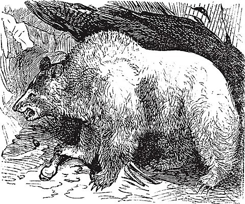 EPS 해외이미지 동물 야생동물 일러스트 곰 포유류 자연 털 동물원 미술 갈색 검은색 수확 골동품 흰색 황무지 위험 그림 육식동물 판화 솜털 경보 시리아 옛날 집게발 해외202004 해외일러스트 컬러 컨셉 농업 중동 문화예술 생태계 파일형식 벡터 이미지허브