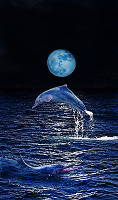 포토 JPG 해외이미지 동물 행복 아시아 지구 야생동물 파도 바다 포유류 놀이 하늘 생물 사람없음 야외 물 파란색 빛 반짝임 반사 점프 검은색 어둠 기쁨 행성 달 게임 황금 떨어짐 야간 달빛 돌고래 태평양 지능 수평선 해외202004 해외포토 자연요소 감정 나라 컬러 컨셉 모션 우주 수중동물 파일형식 이미지허브