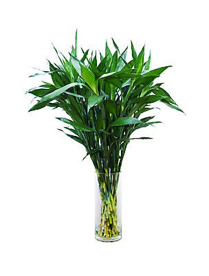 포토 JPG 해외이미지 식물 디자인 커플 꽃 아시아 줄기 나비 백그라운드 잎 자연 유리 추상 새로움 나선형 미술 동양인 사람없음 장식 초록색 물 정원 꽃병 스파 중국 바위 흰색 나뭇가지 신선 최고 항아리 행운 재산 연도 심볼 대나무 내추럴 고립 이국적 해외202004 해외포토 자연요소 나무 나라 컬러 곤충 컨셉 무늬 관계 재질 문화예술 인종 금융 돌_바위 도자기 생태계 파일형식 이미지허브