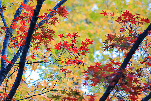 포토 JPG 해외이미지 나무 식물 계절 공원 실루엣 도로 여행 백그라운드 무지개 잎 패턴 자연 하늘 지붕 휴식 풍경 사람없음 빨간색 파란색 빛 컬러풀 햇빛 태양 정원 일본 활발 덮개 가을 나뭇가지 신선 보행로 닫기 숲 그늘 오솔길 강렬 해외202004 해외포토 자연요소 공공시설 아시아 길 컬러 컨셉 무늬 교통시설 모션 촬영기법 뚜껑 생태계 파일형식 이미지허브