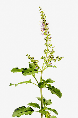 포토 JPG 해외이미지 식물 꽃 아시아 줄기 잎 재료 건강 사람없음 초록색 약 노란색 보라색 벚꽃 나뭇가지 개화 인도인 허브 흰배경 향기 신성 향 내추럴 해외202004 해외포토 외국인 나무 나라 컬러 백그라운드 의학 동양인 흰색 냄새 파일형식 이미지허브