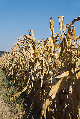 포토 JPG 해외이미지 음식 밭 농업 자연 날씨 건조 옥수수 사람없음 여름 농작물 햇빛 손상 뜨거움 변화 보호 낟알 밀 부식 기후변화 땅바닥 밭일 해외202004 해외포토 계절 산업 컨셉 곡류 바닥 태양 생태계 파일형식 이미지허브