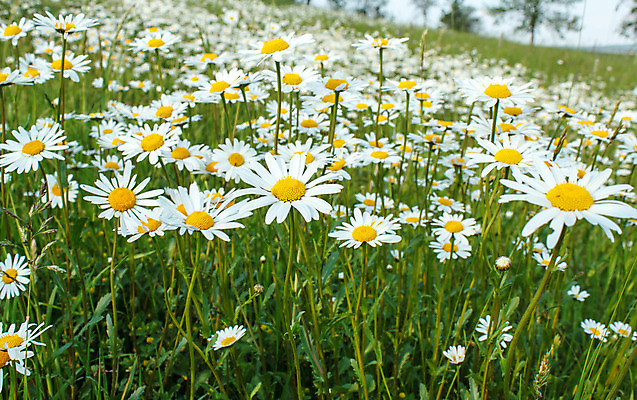 포토 JPG 해외이미지 식물 계절 공원 꽃잎 꽃 줄기 백그라운드 꽃무늬 밭 자연 건강 풍경 사람없음 야외 초록색 여름 햇빛 태양 약 노란색 환경 정원 맑음 봄 벚꽃 흰색 시골 그룹 허브 심볼 순수 묘사 데이지 내추럴 해외202004 해외포토 자연요소 공공시설 컬러 컨셉 무늬 농업 의학 날씨 생태계 파일형식 이미지허브