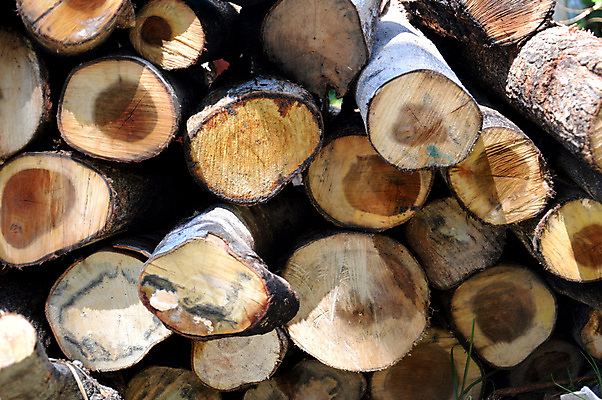 포토 JPG 해외이미지 나무 산업 조각 백그라운드 십자가 패턴 부분 자연 추상 사람없음 목재 갈색 쌓기 환경 에너지 반지 소나무 원형 널 숲 장작 자르기 유기농 질감 날것 통나무 나무껍질 잡동사니 흙더미 내추럴 벌목 수목 옛날 노화 해외202004 해외포토 도형 식물 웰빙 컬러 컨셉 무늬 재료 장신구 모션 흙 껍질 생태계 파일형식 더미 이미지허브
