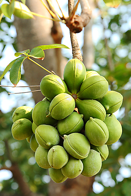 포토 JPG 해외이미지 식물 컨셉 잎 태국 자연 열대 씨앗 사람없음 초록색 글로벌 환경 힘 에너지 변화 선택 휘발유 유기농 생물학 연료 해결 내추럴 혁명 디젤 해외202004 해외포토 웰빙 교육 아시아 컬러 석유 생태계 파일형식 이미지허브