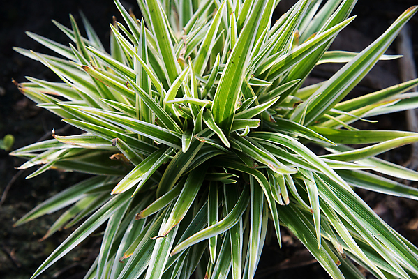 포토 JPG 해외이미지 모양 나무 식물 공원 꽃 백그라운드 잎 패턴 자연 풍경 사람없음 야외 장식 초록색 울타리 정원 흰색 화려 질감 스타일 해외202004 해외포토 공공시설 컬러 컨셉 무늬 담장 생태계 파일형식 이미지허브