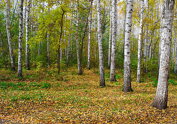 포토 JPG 해외이미지 나무 식물 계절 야생동물 낙엽 잎 자연 날씨 풍경 사람없음 야외 초록색 빛 노란색 환경 침묵 가을 흰색 나뭇가지 그룹 황무지 숲 장면 나무껍질 10월 내추럴 해외202004 해외포토 동물 컬러 소리 껍질 날짜 생태계 파일형식 이미지허브