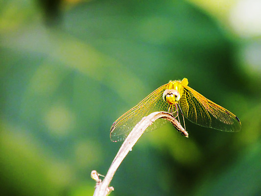 포토 JPG 해외이미지 곤충 백그라운드 날개 사람없음 파란색 노란색 나뭇가지 막대기 잠자리 선탠 녹색배경 해외202004 해외포토 나무 동물 컬러 초록색 파일형식 이미지허브