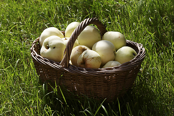 포토 JPG 해외이미지 음식 다이어트 과일 자연 건강 사람없음 초록색 바구니 신선 맛 사과 해외202004 해외포토 컬러 컨셉 생태계 파일형식 이미지허브