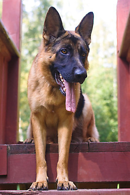 포토 JPG 해외이미지 동물 분홍색 사람없음 목재 반려동물 운동 머리 걷기 맑음 입 기다림 개 치아 혀 코 사냥개 귀 주목 해외202004 해외포토 나무 컬러 재료 포유류 모션 날씨 건강 신체부위 소화기관 파일형식 이미지허브