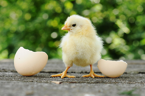 포토 JPG 해외이미지 동물 응시 꽃 컨셉 회사 자연 조류 병아리 사람없음 농장 갈색 노란색 계란 치킨 껍질 아기 신생아 오픈 그룹 둥지 작음 시작 솜털 제비 깨짐 생존 해외202004 해외포토 식물 시선 컬러 농업 비즈니스 사람 알 크기 생태계 닭고기요리 파일형식 이미지허브