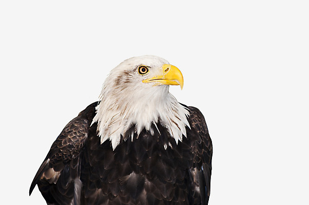 포토 JPG 해외이미지 동물 야생동물 자연 조류 종류 사람없음 미국 자유 흰색 먹이 심볼 부리 멸종 고립 해외202004 해외포토 컬러 컨셉 북아메리카 생태계 파일형식 이미지허브