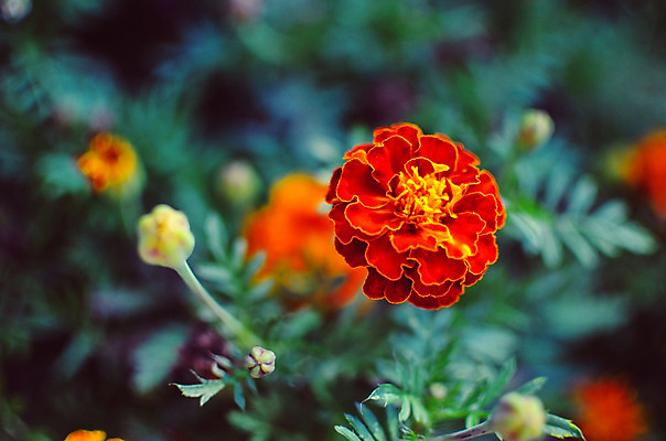 포토 JPG 해외이미지 식물 계절 공원 꽃잎 꽃 백그라운드 잎 꽃무늬 밭 오렌지 자연 사람없음 장식 초록색 여름 햇빛 약 노란색 머리 정원 봄 활발 벚꽃 가을 신선 개화 황금 허브 원예 데이지 냄새 꽃가루 내추럴 많음 해외202004 해외포토 공공시설 컬러 컨셉 무늬 농업 과일 의학 취미 신체부위 태양 가루 생태계 파일형식 이미지허브