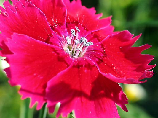 포토 JPG 해외이미지 꽃 자연 사람없음 환경 정원 해외202004 해외포토 식물 생태계 파일형식 이미지허브