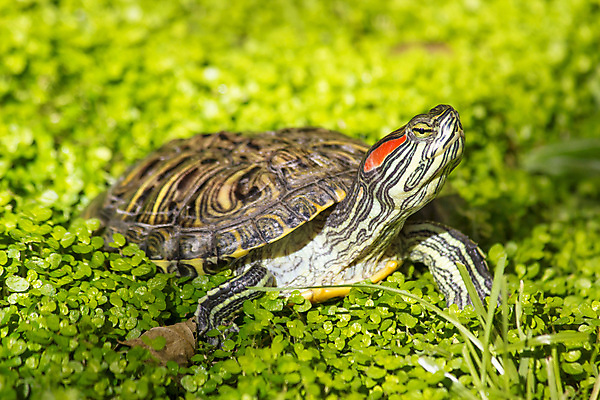 포토 JPG 해외이미지 동물 척추동물 야생동물 신체 오렌지 파충류 자연 종류 양서류 사람없음 야외 옆모습 빨간색 초록색 반려동물 노란색 머리 줄무늬 껍질 흰색 아기 연못 닫기 거북이 보호 헬멧 생물학 장면 방패 갑옷 동물상 이국적 해외202004 해외포토 교육 뷰포인트 컬러 컨셉 무늬 과일 모션 사람 신체부위 조형물 보호장비 생태계 파일형식 이미지허브