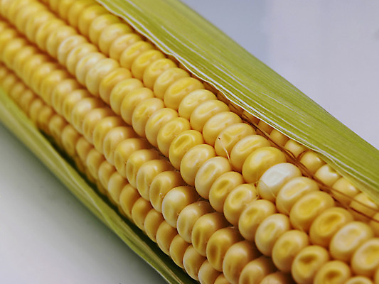 포토 JPG 해외이미지 음식 채소 과일 옥수수 사람없음 팝콘 채식주의자 해외202004 해외포토 곡류 채식 파일형식 이미지허브