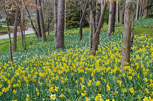 포토 JPG 해외이미지 식물 계절 꽃잎 꽃 백그라운드 자연 사람없음 햇빛 태양 노란색 정원 맑음 봄 벚꽃 시간 개화 큼 과수원 묘사 수선화 내추럴 해외202004 해외포토 자연요소 컬러 농업 날씨 크기 생태계 파일형식 이미지허브