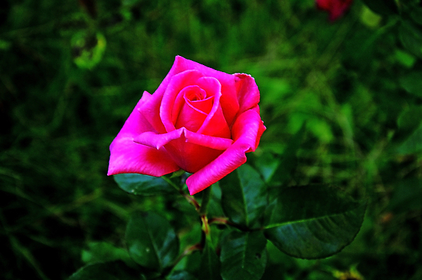 포토 JPG 해외이미지 식물 꽃잎 꽃 줄기 결혼 백그라운드 잎 자연 하늘 선물 사랑 사람없음 야외 장식 가로 빨간색 초록색 햇빛 장미 머리 정원 경기장 자유 흰색 침대 축하 오솔길 배열 오브젝트 싱글 아치 대문 각도 거짓말 고립 정중 해외202004 해외포토 감정 길 컬러 가구 컨셉 스포츠시설 이벤트 신체부위 태양 문 생태계 파일형식 이미지허브