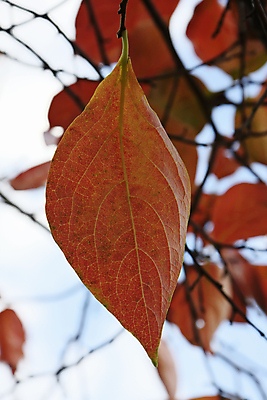 포토 JPG 해외이미지 나무 식물 계절 음식 잎 농업 채소 과일 자연 건강 사람없음 야외 초록색 노란색 정원 할로윈 수확 가을 나뭇가지 신선 사과 농부 상품 과수원 유기농 아로마 내추럴 밭일 해외202004 해외포토 직업 웰빙 산업 컬러 생태계 파일형식 이미지허브
