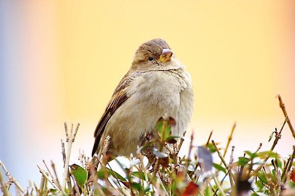 포토 JPG 해외이미지 동물 척추동물 1 여자 야생동물 백그라운드 날개 자연 조류 서기 사람없음 야외 컬러풀 갈색 나뭇가지 정상 소프트포커스 깃털 묘사 생물학 참새 새장 혼자 해외202004 해외포토 나무 교육 컬러 모션 촬영기법 사람 생태계 케이지 파일형식 이미지허브