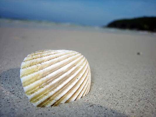 포토 JPG 해외이미지 모래 파도 태국 사람없음 모래사장 껍질 해외202004 해외포토 아시아 바다 파일형식 이미지허브