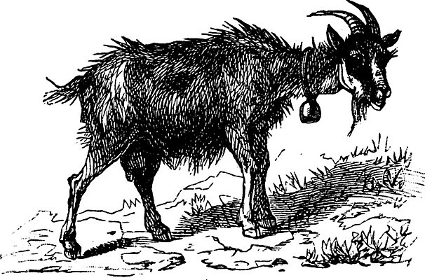 EPS 해외이미지 동물 야생동물 일러스트 포유류 초식동물 염소 뿔 종류 미술 농장 검은색 수확 골동품 성장 흰색 역사 숲 방목 그림 영양 판화 동물상 옛날 반추동물 해외202004 해외일러스트 컬러 농업 문화예술 조형물 축산업 파일형식 벡터 이미지허브