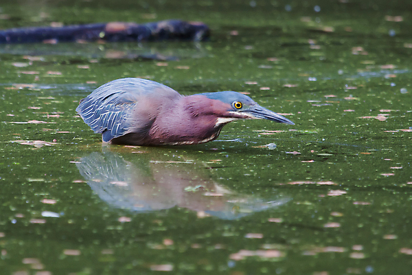 포토 JPG 해외이미지 응시 잎 모션 자연 조류 하늘 날씨 어류 사람없음 초록색 물 파란색 강 컬러풀 반사 노란색 환경 어둠 침묵 관찰 연못 변화 보호 왜가리 깃털 사냥 운하 위치 목 서식지 느림 경보 플로리다 해외202004 해외포토 자연요소 식물 동물 시선 컬러 컨셉 신체부위 미국 수중동물 소리 생태계 파일형식 이미지허브