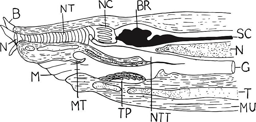 EPS 해외이미지 선 일러스트 미술 머리 라벨 검은색 수확 흰색 구멍 그림 지역 판화 연골 해외202004 해외일러스트 컬러 농업 문화예술 프레임 신체부위 파일형식 벡터 이미지허브