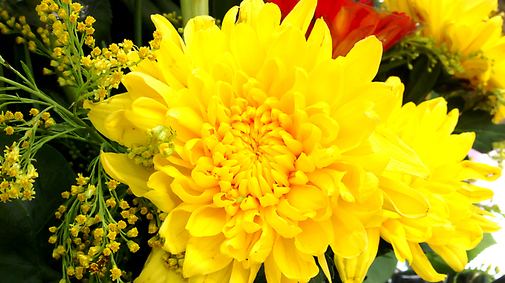 포토 JPG 해외이미지 식물 계절 꽃 분홍색 백그라운드 꽃무늬 일러스트 자연 사람없음 빨간색 노란색 머리 정원 봄 벚꽃 흰색 신선 데이지 거베라 내추럴 고립 해외202004 해외포토 컬러 무늬 신체부위 생태계 파일형식 이미지허브