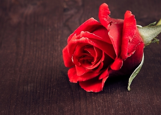 포토 JPG 해외이미지 커플 꽃 꽃다발 잎 자연 사람없음 목재 장미 물방울 해외202004 해외포토 나무 식물 재료 관계 생태계 파일형식 이미지허브