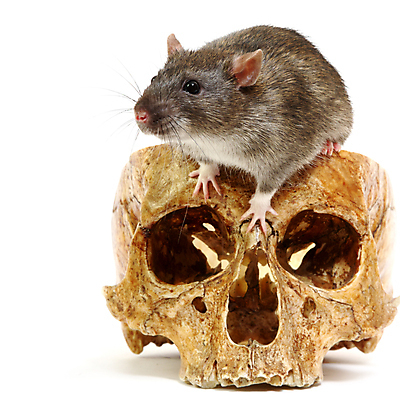 포토 JPG 해외이미지 동물 1 응시 백그라운드 포유류 수염 뼈 털 실내 사람없음 반려동물 우주 회색 흰색 죽음 해충 쥐 설치류 작음 수줍음 만족 호기심 코 꼬리 솜털 고립 테마 해골모형 해외202004 해외포토 시선 감정 컬러 컨셉 내부 신체부위 모형 벌레 크기 파일형식 이미지허브