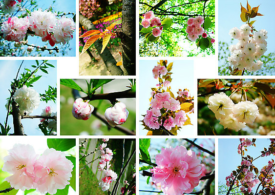 포토 JPG 해외이미지 나무 식물 계절 꽃잎 꽃 분홍색 백그라운드 꽃무늬 과일 자연 친절 새로움 동양인 사람없음 정원 일본 봄 벚꽃 흰색 나뭇가지 신선 개화 체리 닫기 과수원 4월 배열 묘사 부드러움 내추럴 고립 해외202004 해외포토 아시아 컬러 컨셉 무늬 농업 모션 인종 감각 날짜 생태계 파일형식 이미지허브