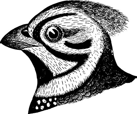 EPS 해외이미지 선 일러스트 미술 검은색 수확 흰색 그림 판화 메추리 해외202004 해외일러스트 컬러 농업 문화예술 파일형식 벡터 이미지허브