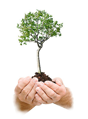 포토 JPG 해외이미지 나무 식물 구름 손 지구 백그라운드 잎 자연 하늘 새로움 손바닥 사람없음 초록색 환경 성장 닫기 보호 심볼 생태계 자작나무 개발 고립 생태학 심기 해외202004 해외포토 자연요소 교육 컬러 컨셉 모션 신체부위 파일형식 이미지허브