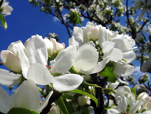 포토 JPG 해외이미지 나무 식물 계절 꽃잎 꽃 백그라운드 자연 하늘 사람없음 파란색 정원 봄 벚꽃 흰색 나뭇가지 해외202004 해외포토 컬러 생태계 파일형식 이미지허브