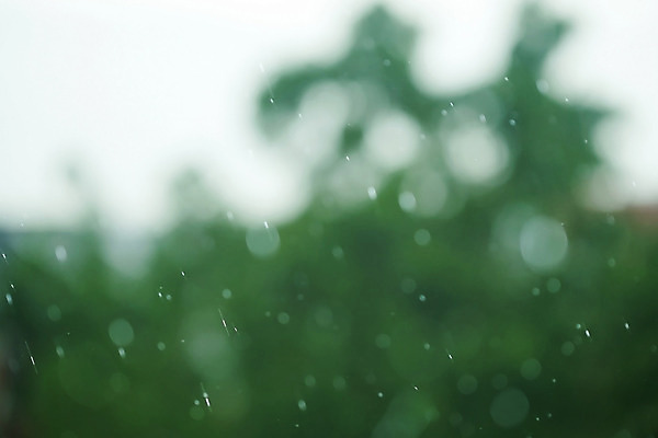 포토 JPG 해외이미지 식물 계절 공원 자연 풍경 잔디 사람없음 야외 초록색 여름 빛 농장 정원 젖음 시골 숲 원예 내추럴 생태학 해외202004 해외포토 공공시설 교육 컬러 농업 취미 생태계 파일형식 이미지허브