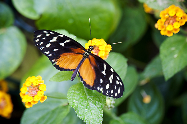 포토 JPG 해외이미지 모양 동물 건축물 나비 곤충 날개 저울 종류 사람없음 컬러풀 작음 묘사 유기농 눈금 생물학 해외202004 해외포토 웰빙 교육 건축 컬러 크기 파일형식 이미지허브