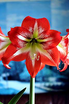 포토 JPG 해외이미지 식물 꽃잎 꽃 줄기 꽃다발 백그라운드 잎 꽃무늬 전구 자연 선물 사람없음 장식 빨간색 초록색 머리 정원 봄 활발 벚꽃 흰색 신선 개화 큼 다발 순수 원예 생물학 엽서 꽃수술 웅장함 해외202004 해외포토 계절 교육 컬러 컨셉 무늬 취미 신체부위 크기 편지 생태계 파일형식 이미지허브