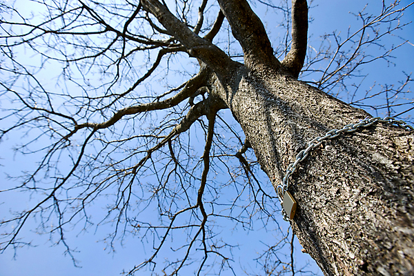 포토 JPG 해외이미지 나무 디자인 백그라운드 자연 하늘 추상 자물쇠 사람없음 목재 파란색 갈색 노란색 금속 황금 닫기 자르기 철 묘사 질감 잠금 놋쇠 철강 해외202004 해외포토 식물 컬러 무늬 재료 모션 재질 생태계 보안 파일형식 이미지허브