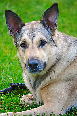 포토 JPG 해외이미지 동물 신체 포유류 자연 사람없음 야외 머리 양치기 개 큼 귀 거짓말 해외202004 해외포토 직업 신체부위 크기 생태계 파일형식 이미지허브